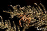 spider crab (Achaeus spinosus)