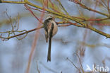 Long-tailed Tit (Aegithalos caudatus)