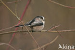 Long-tailed Tit (Aegithalos caudatus)