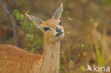 Ibex (Capra ibex)