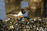 Steenloper (Arenaria interpres)