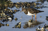 Steenloper (Arenaria interpres)