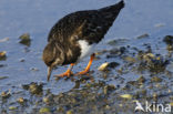 Steenloper (Arenaria interpres)