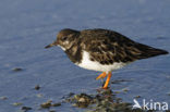 Steenloper (Arenaria interpres)