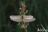 Steenrode heidelibel (Sympetrum vulgatum)