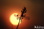 Steenrode heidelibel (Sympetrum vulgatum)