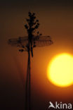 Steenrode heidelibel (Sympetrum vulgatum)