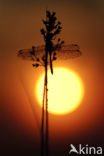 Steenrode heidelibel (Sympetrum vulgatum)