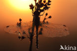 Vagrant Darter (Sympetrum vulgatum)