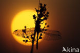 Steenrode heidelibel (Sympetrum vulgatum)