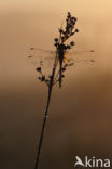 Vagrant Darter (Sympetrum vulgatum)