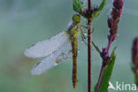 Steenrode heidelibel (Sympetrum vulgatum)