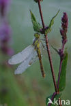 Steenrode heidelibel (Sympetrum vulgatum)