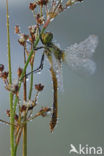 Vagrant Darter (Sympetrum vulgatum)