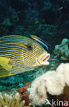 Ribboned sweetlips (Plectorhinchus polytaenia)