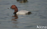 Pochard (Aythya ferina)