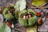 Sweet Chestnut (Castanea sativa)