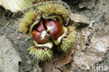 Sweet Chestnut (Castanea sativa)