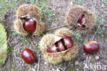 Sweet Chestnut (Castanea sativa)