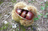 Sweet Chestnut (Castanea sativa)