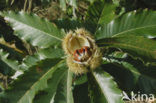 Tamme kastanje (Castanea sativa)