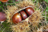 Tamme kastanje (Castanea sativa)