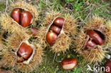 Tamme kastanje (Castanea sativa)