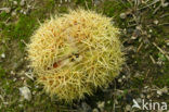 Sweet Chestnut (Castanea sativa)