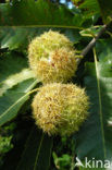 Tamme kastanje (Castanea sativa)