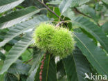 Tamme kastanje (Castanea sativa)