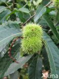 Tamme kastanje (Castanea sativa)