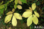 Tamme kastanje (Castanea sativa)