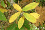 Tamme kastanje (Castanea sativa)