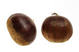 Tamme kastanje (Castanea sativa)