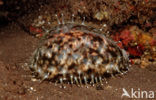 Tijgerkauri (Cypraea tigris)
