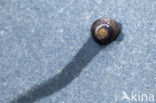 Top-shell (Gibbula sp.)