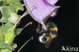 Tuinhommel (Bombus hortorum)