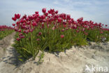 Tulip (Tulipa)