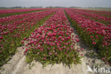 Tulip (Tulipa)