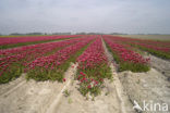 Tulip (Tulipa)