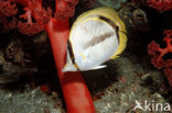 Vagebondkoraalvlinder (Chaetodon vagabundus)