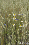 Corn Chamomile (Anthemis arvensis)