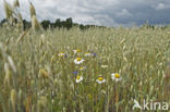 Valse kamille (Anthemis arvensis) 