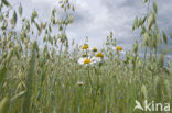 Valse kamille (Anthemis arvensis) 