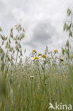 Corn Chamomile (Anthemis arvensis)