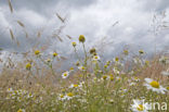 Valse kamille (Anthemis arvensis) 