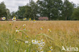 Corn Chamomile (Anthemis arvensis)