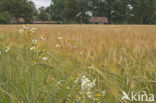 Corn Chamomile (Anthemis arvensis)