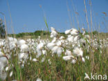 Veenpluis (Eriophorum angustifolium)