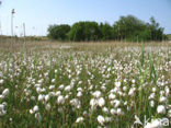 Veenpluis (Eriophorum angustifolium)